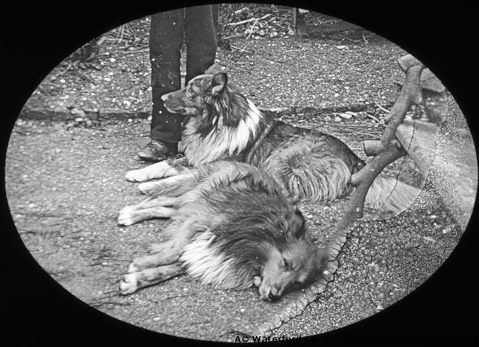 Two Collie Dogs Resting