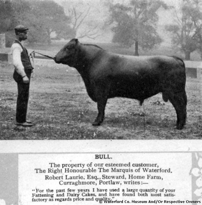 Farmworker With Prize Bull, Curraghmore Estate