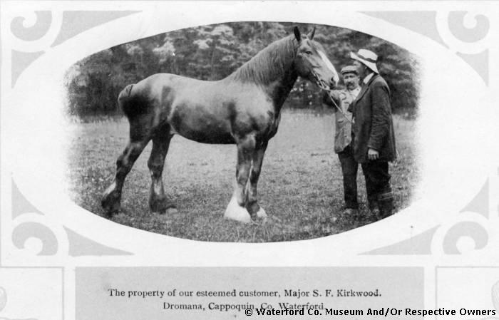 Major Kirkwood And Johnny Morrissey With Horse At Dromana