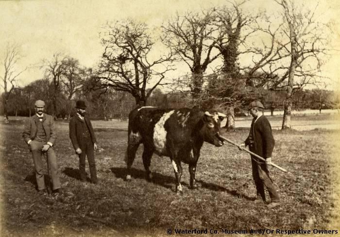 Unidentified Men With Bull, Ballinamona House, County Waterford