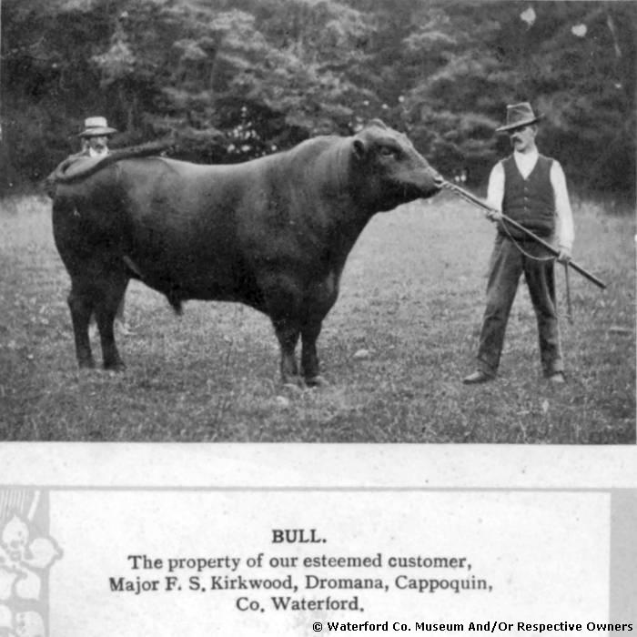 Major S. F. Kirkwood's Staff With Prize Bull