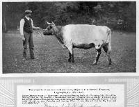 Dromana Farm Worker With Prize Bull