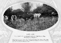 John Green, Burgery, Dungarvan With His Cows