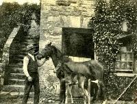 Employee With Mare And Foal, Salterbridge House, Cappoquin