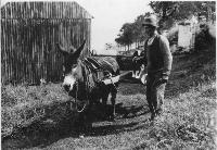 James Greaves With Donkey And Cart, Ring