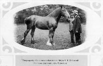 Major Kirkwood And Johnny Morrissey With Horse At Dromana
