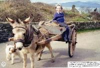 Áine Lacey In A Donkey & Cart, Ballinagoul (Baile Na nGall) Ring 