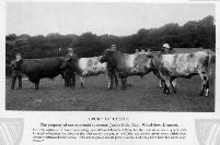 James Ellis With His Cattle, Lismore