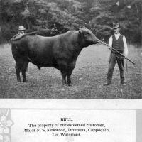 Major S. F. Kirkwood’s Staff With Prize Bull
